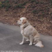 Photo de Golden retriever