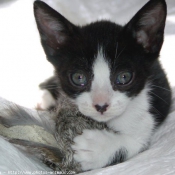 Photo de Chat domestique