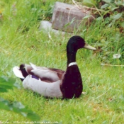 Photo de Canard