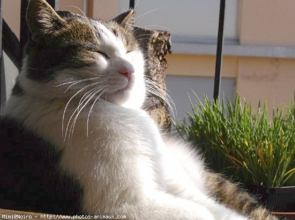 Photo de Chat domestique