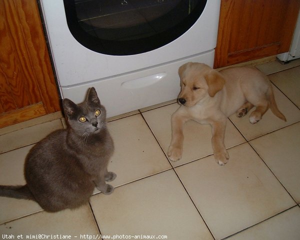 Photo de Labrador retriever