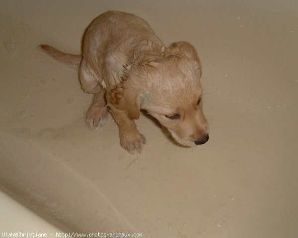 Photo de Labrador retriever