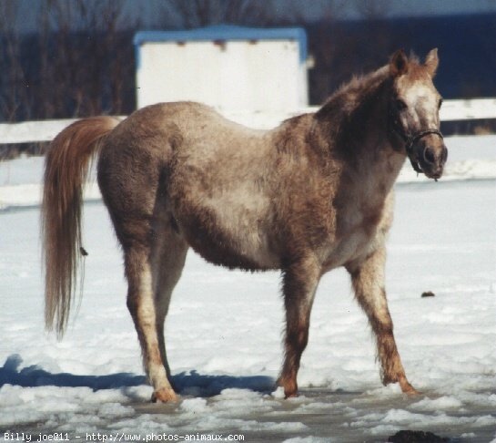 Photo d'Appaloosa