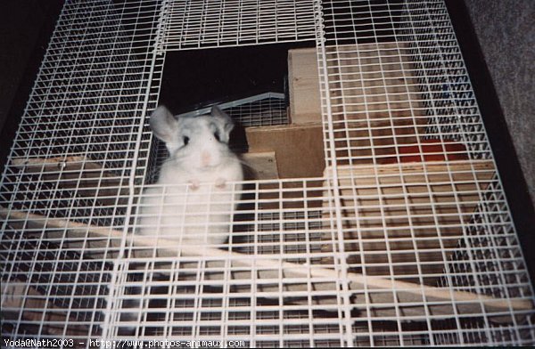 Photo de Chinchilla