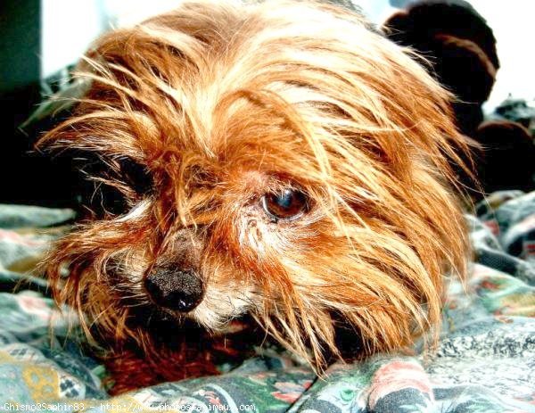 Photo de Yorkshire terrier