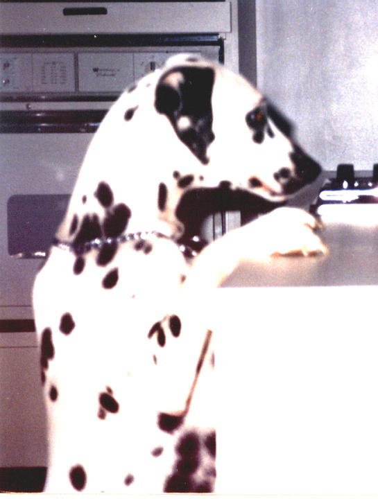 Photo de Dalmatien