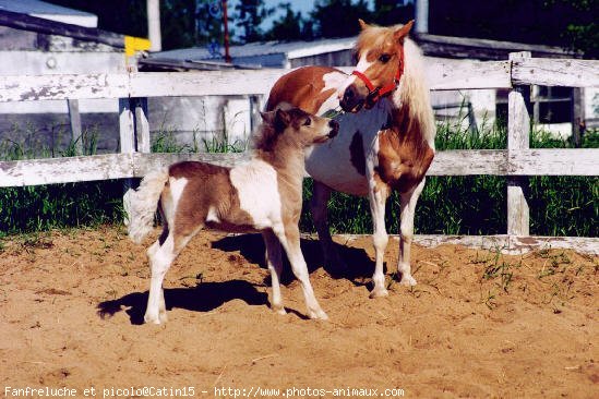 Photo de Poney franais de selle