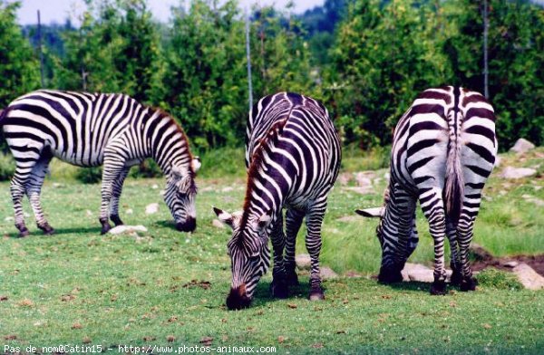 Photo de Zebre