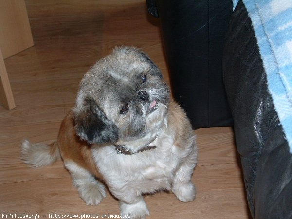 Photo de Shih tzu