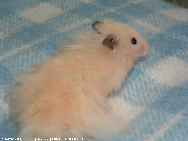 Photo de Hamster