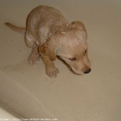 Photo de Labrador retriever