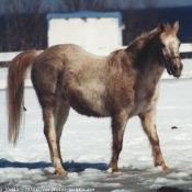 Photo d'Appaloosa