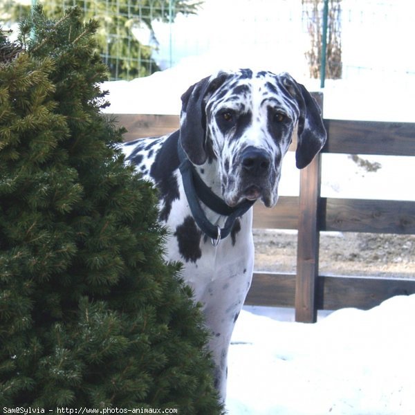 Photo de Dogue allemand