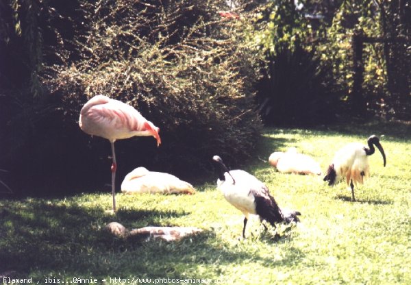 Photo de Flamand rose