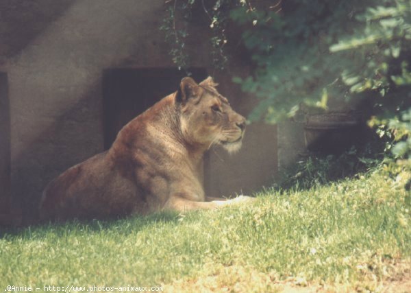 Photo de Lion