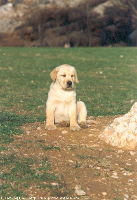 Photo de Labrador retriever