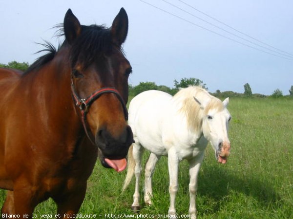 Photo de Races diffrentes