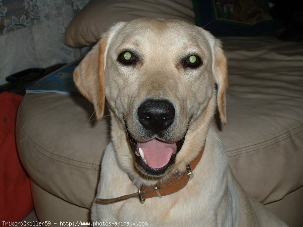 Photo de Labrador retriever