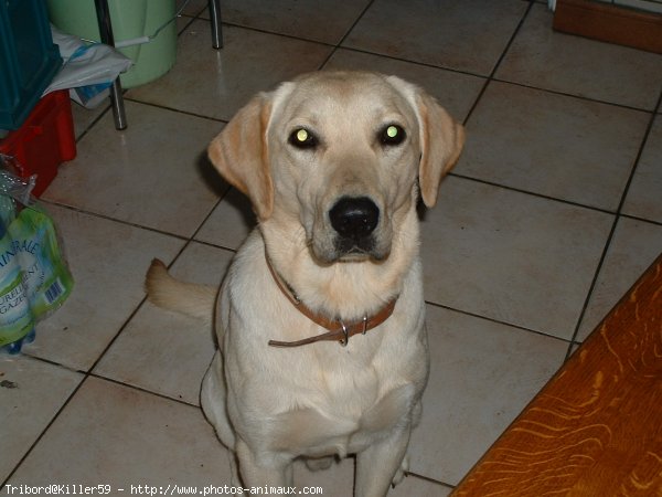 Photo de Labrador retriever