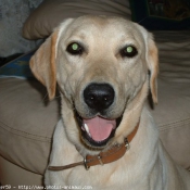 Photo de Labrador retriever