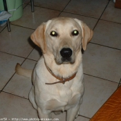 Photo de Labrador retriever