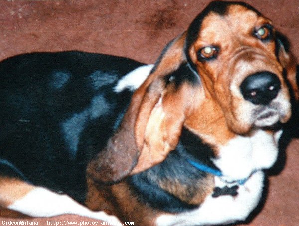 Photo de Basset hound