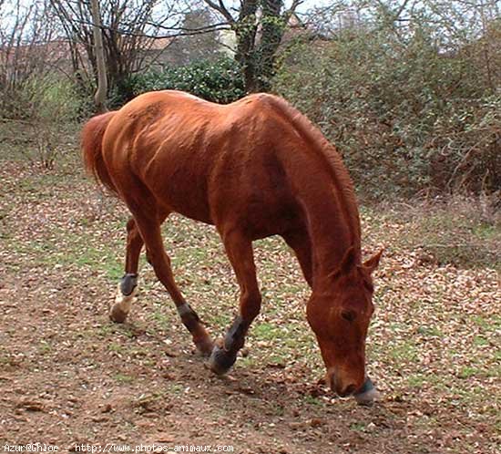 Photo de Trotteur franais