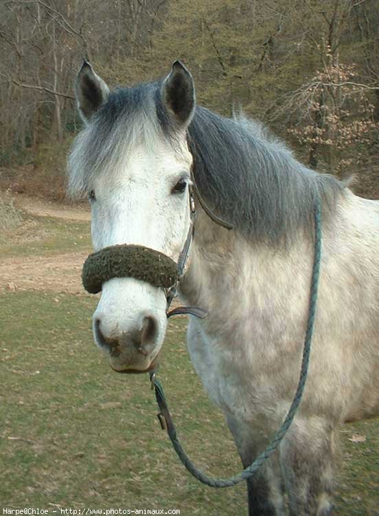 Photo de Poney franais de selle