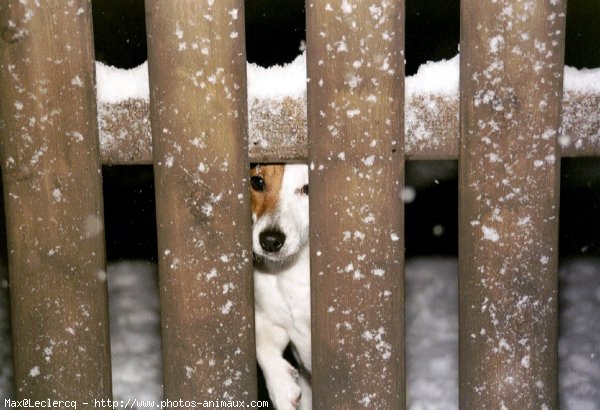 Photo de Jack russell terrier