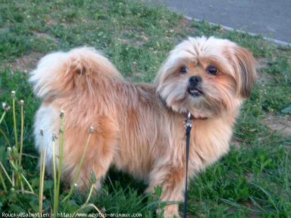 Photo de Shih tzu