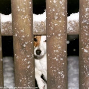 Photo de Jack russell terrier