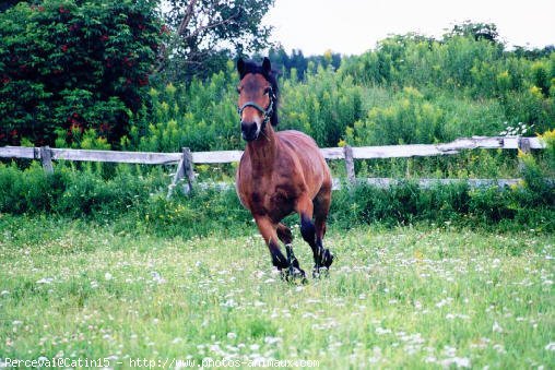 Photo de Canadien