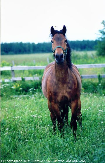 Photo de Canadien