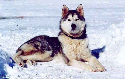 Photo de Husky siberien