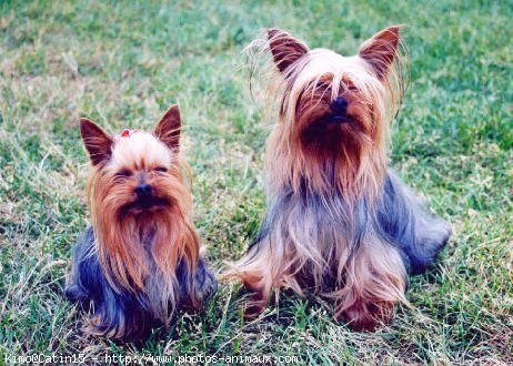 Photo de Yorkshire terrier