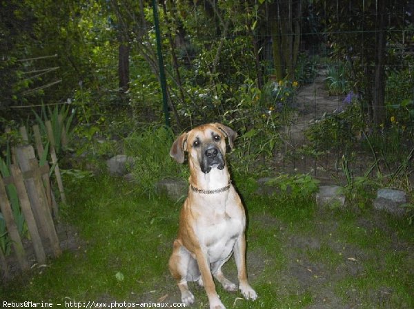 Photo de Boxer