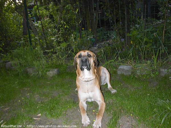 Photo de Boxer