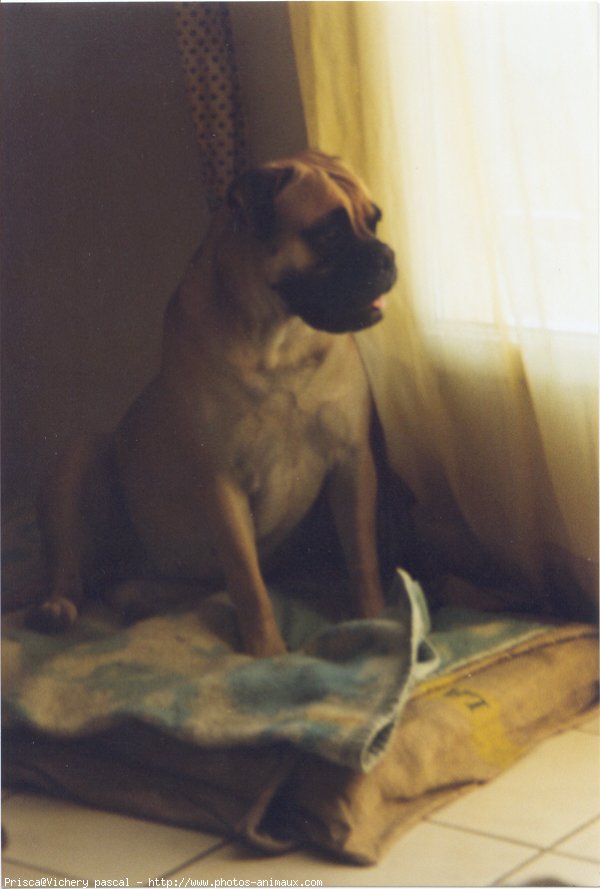 Photo de Bullmastiff