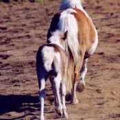 Photo de Poney franais de selle