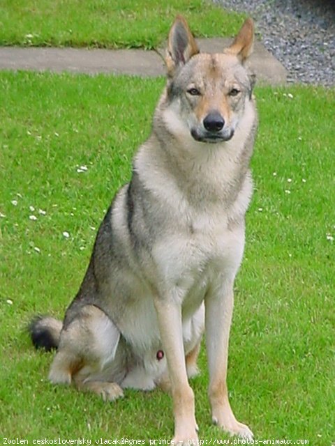 Photo de Chien loup tchcoslovaque