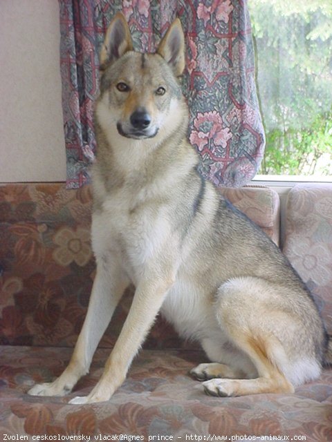 Photo de Chien loup tchcoslovaque