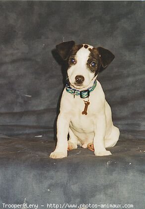 Photo de Jack russell terrier