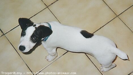 Photo de Jack russell terrier