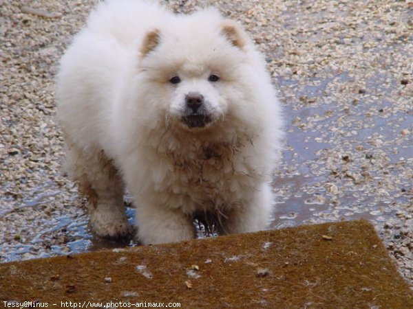 Photo de Chow chow