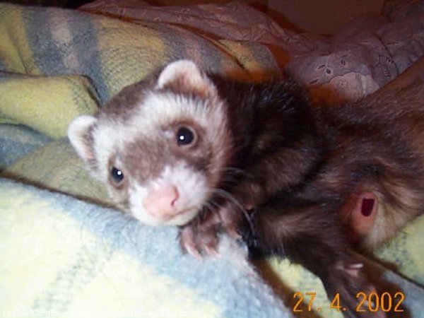 Photo de Furet