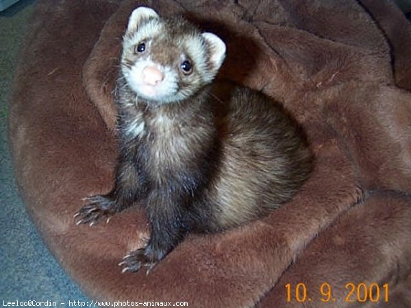 Photo de Furet