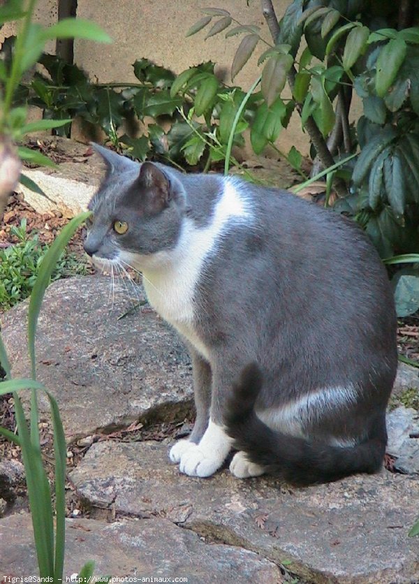 Photo de Chat domestique