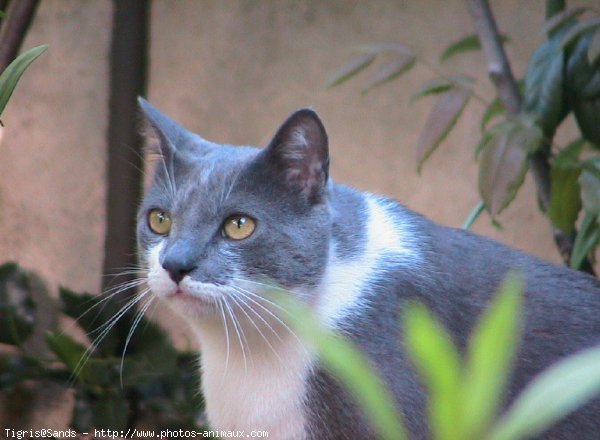 Photo de Chat domestique