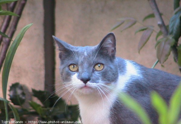 Photo de Chat domestique