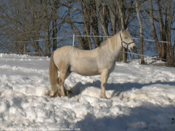 Photo de Camargue